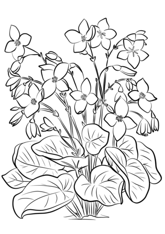 Begonia Froebelii Coloring Page